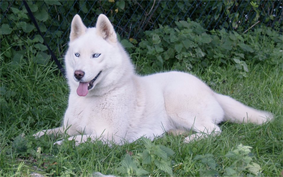 liubov's etoile de neige 1 an